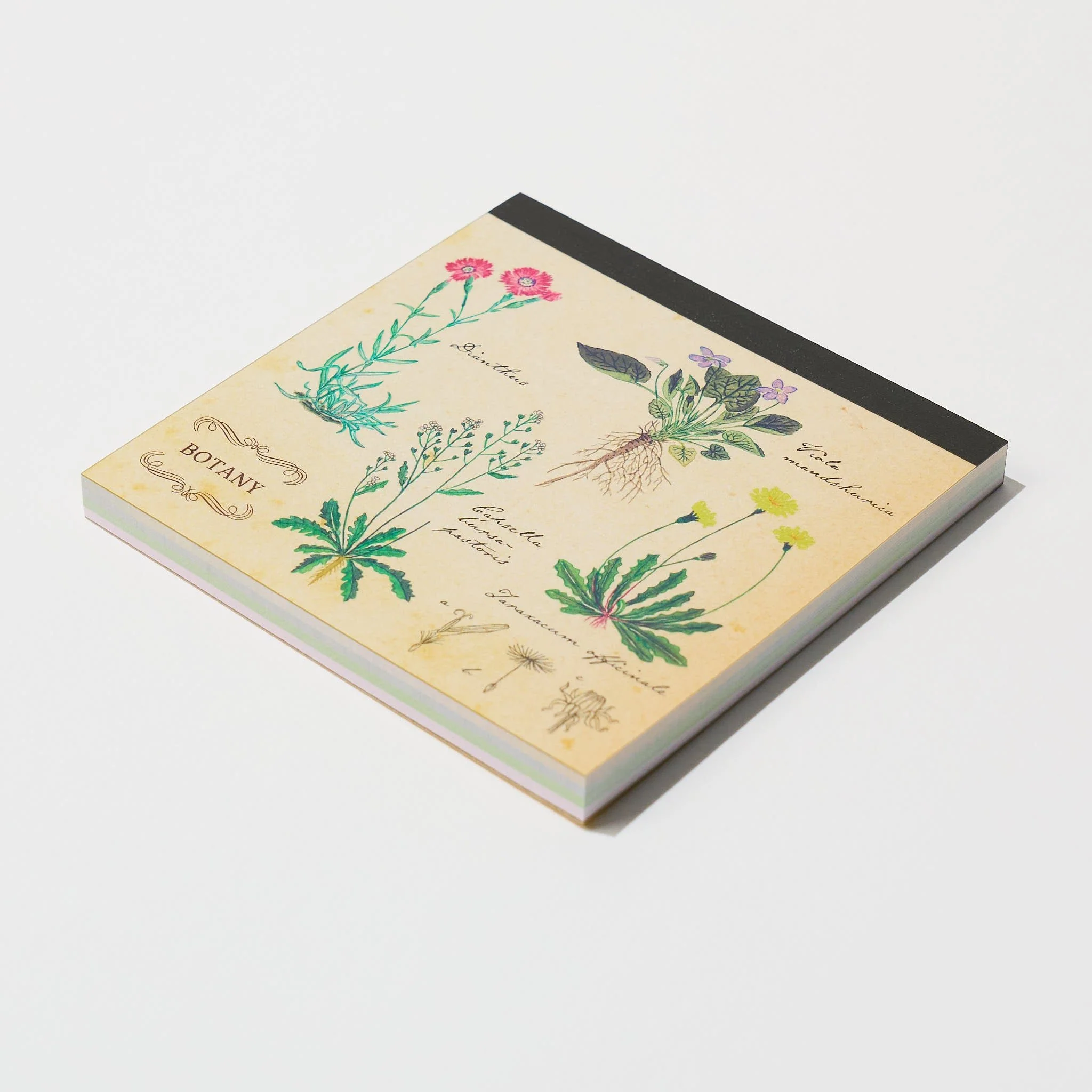 Botany STUDY HOLIC Bundle / GreenFlash - Image 5