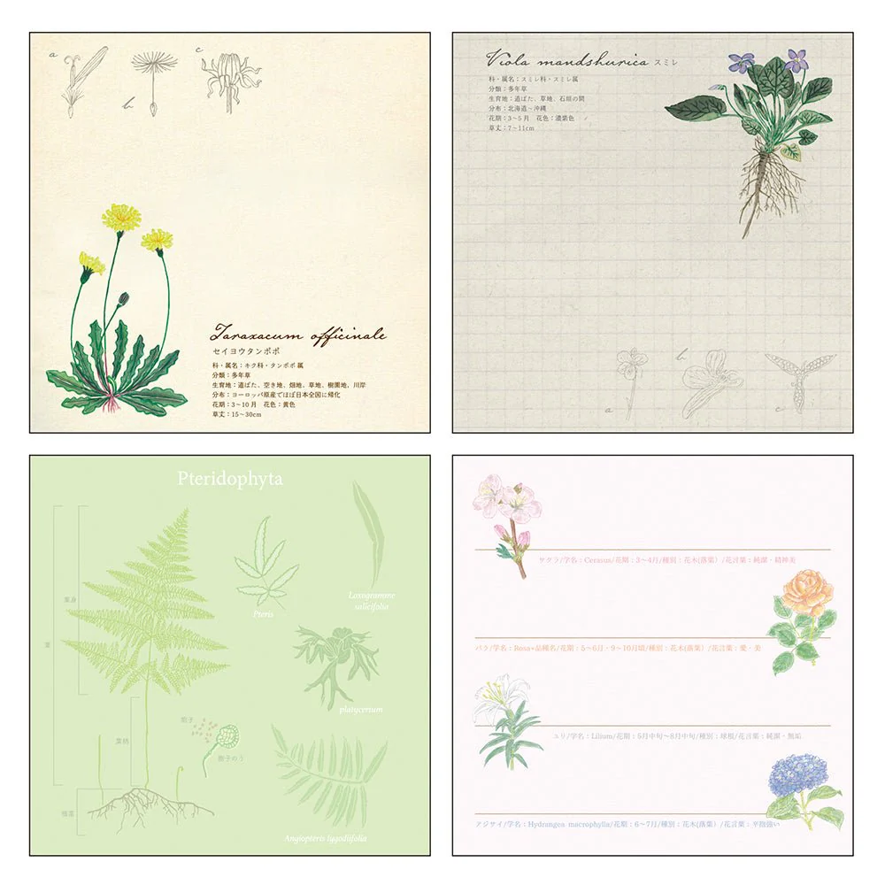 Botany STUDY HOLIC Bundle / GreenFlash - Image 6