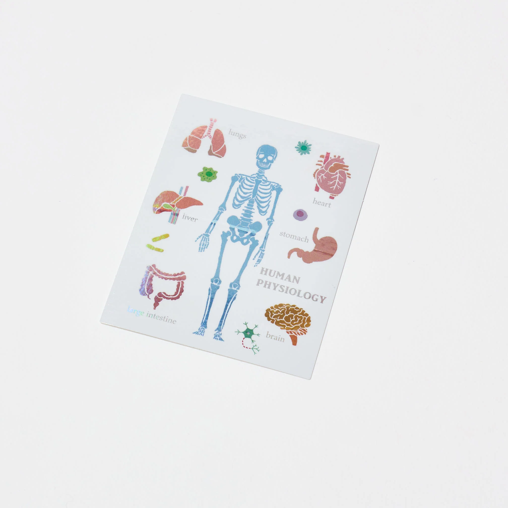 Human Physiology STUDY HOLIC Bundle / GreenFlash - Image 5