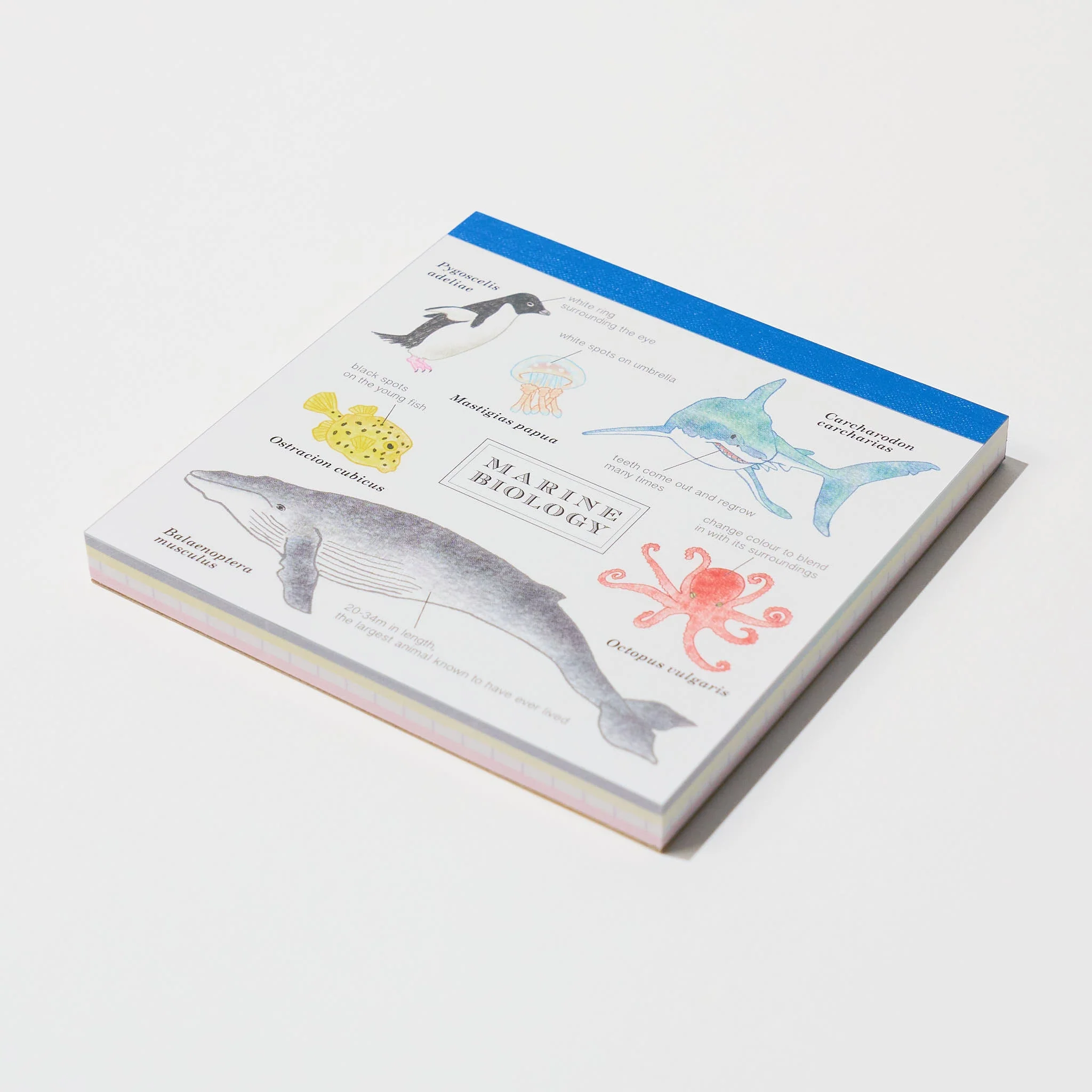 Marine Biology STUDY HOLIC Bundle / GreenFlash - Image 3