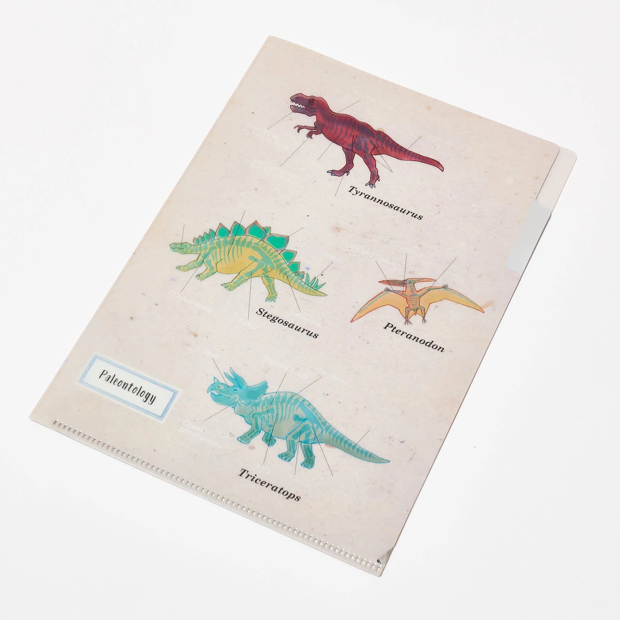 STUDY HOLIC A5 Pocket Clear File Folder / GreenFlash